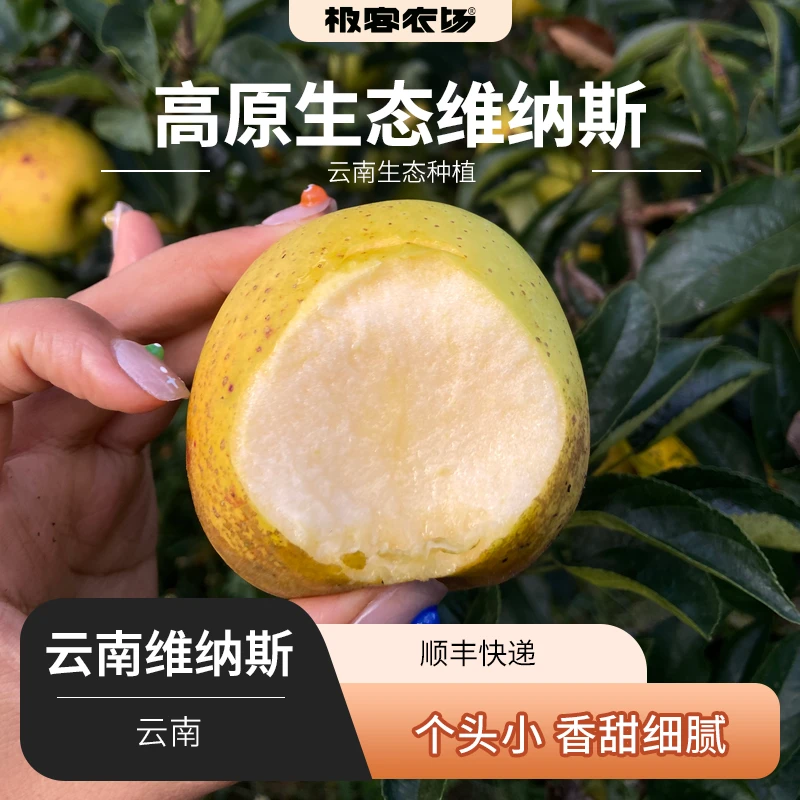 云南高原维纳斯苹果外表丑内心香甜细腻 硬脆甜果型偏小1.5斤顺丰