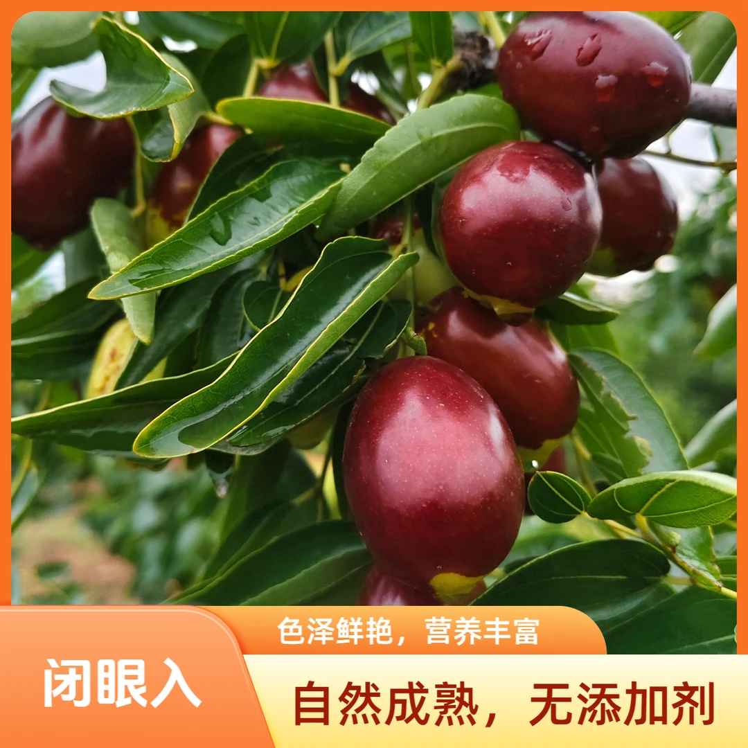自然成熟生态种植 山西运城鸡心脆枣 脆甜爆汁 新鲜采摘产地直发