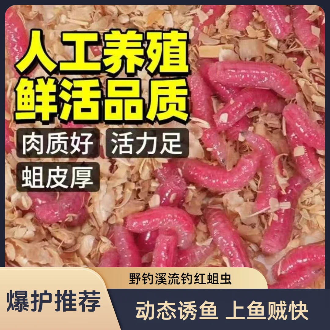 红蛆虫溪流钓石斑马口白条人工鲜活活饵野钓鲫鱼鱼饵活虫红虫饵料