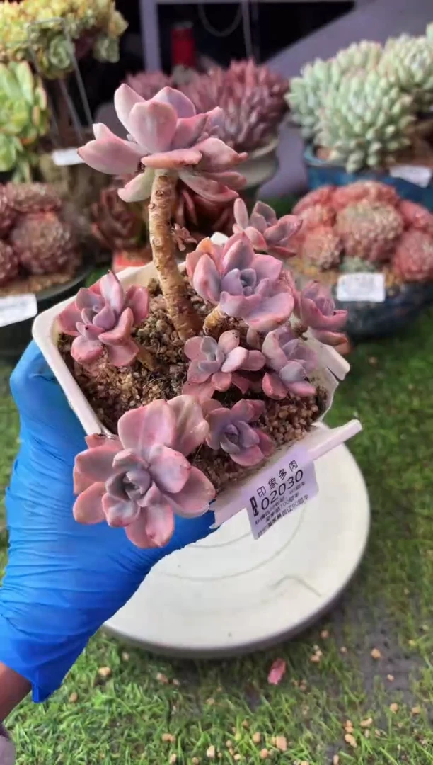 昆明印象多肉02030