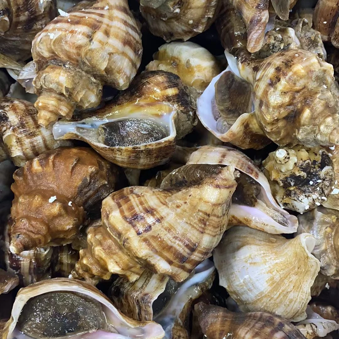 红螺（保鲜不保活）【仅限福建省内拍】