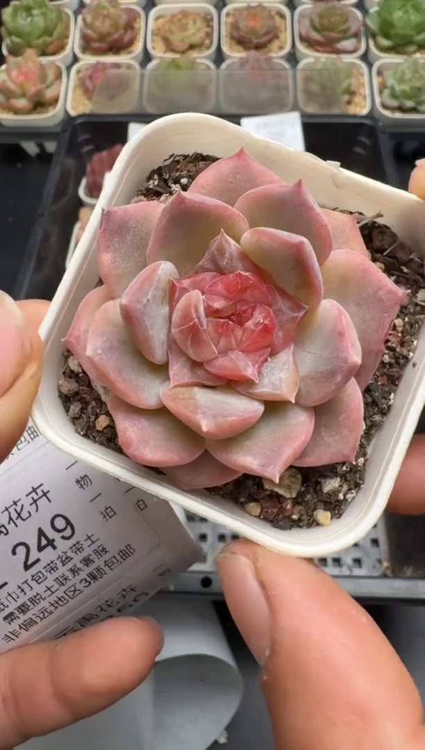 246L当天拍3颗包柚 带盆土纸巾打包 云禹花卉 珍妮多肉植物