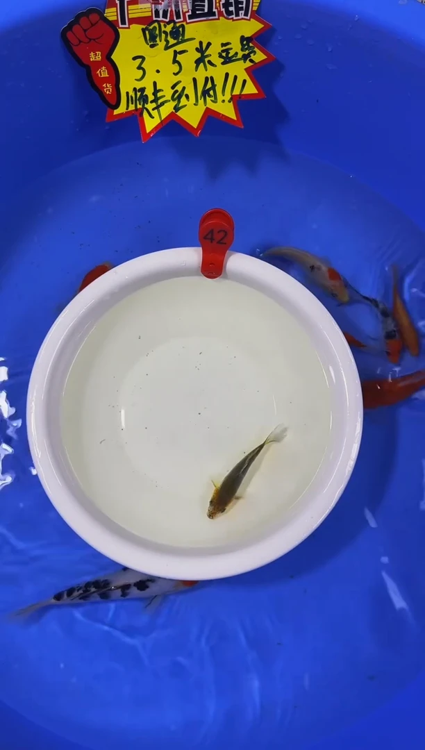 锦鲤活体二号链接