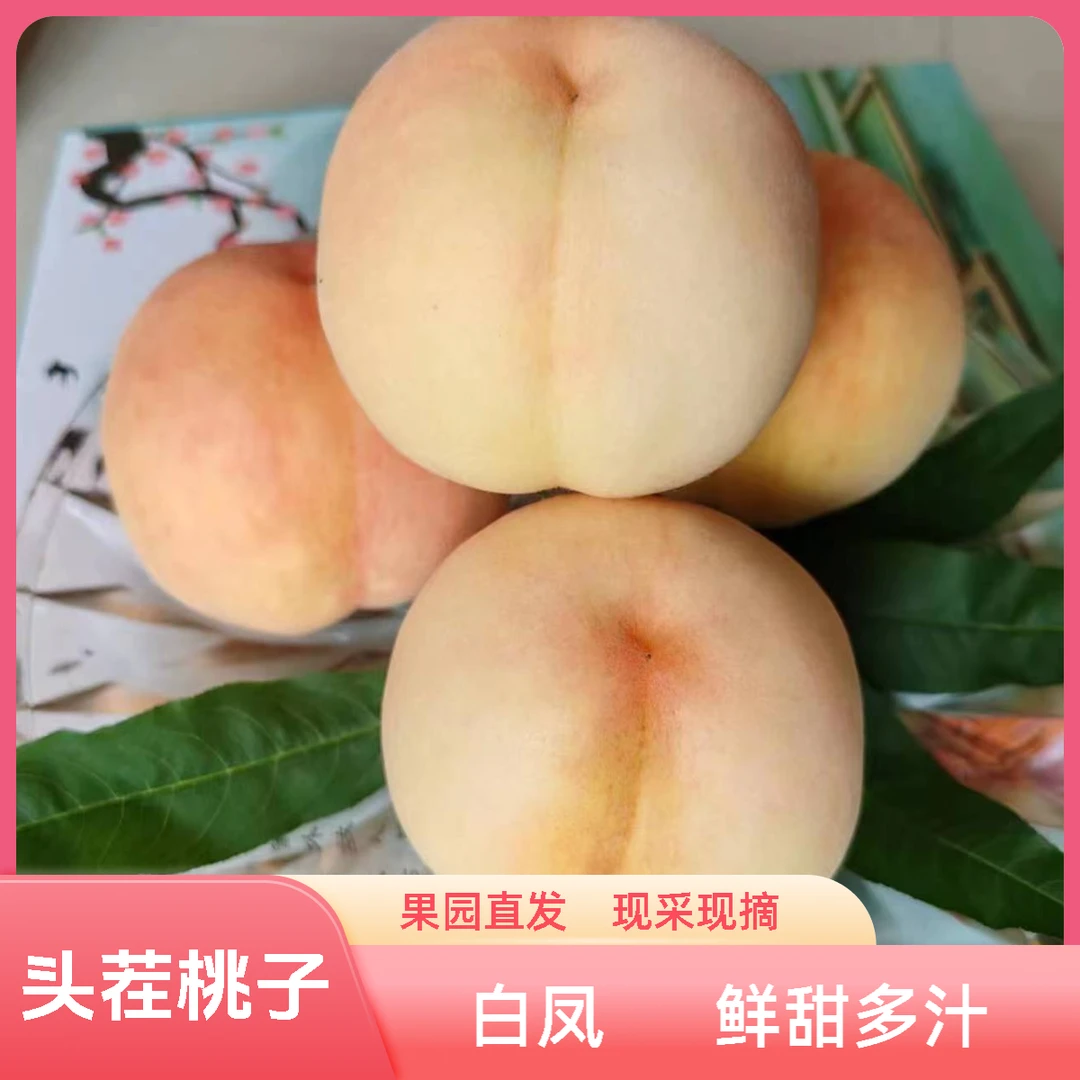 【粉瓷】头茬白桃水蜜桃新鲜现摘鲜甜多汁果园直发脆软桃