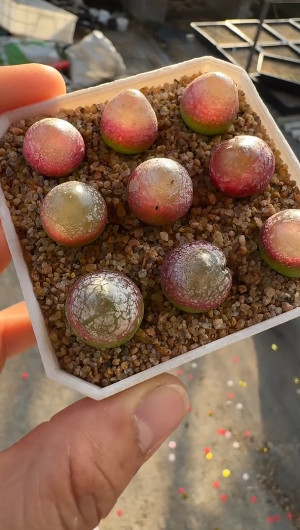 【闪购商品】17-2乔本灯泡一颗