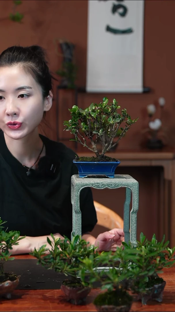 无花朵达摩栀子花盆景盆景