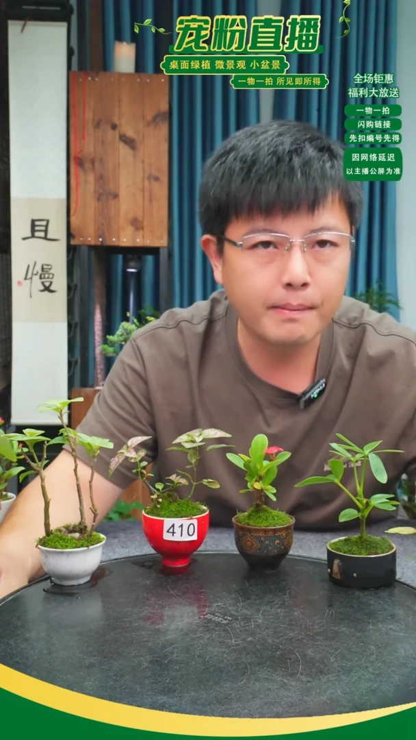 无花朵梵苔藓微景观410号