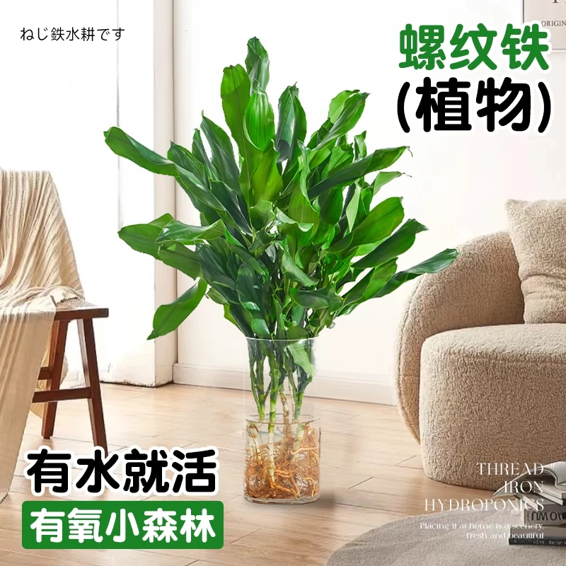 水培植物高大螺纹铁观叶绿植客厅室内好养无土纯水培盆栽四季常青