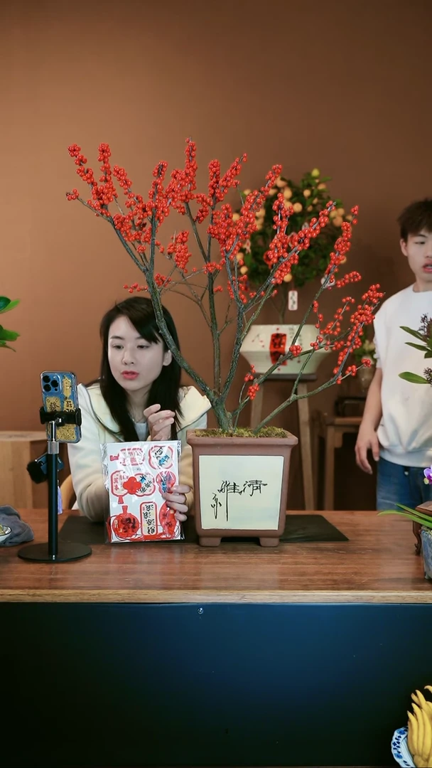 【闪购商品】盆景冬青