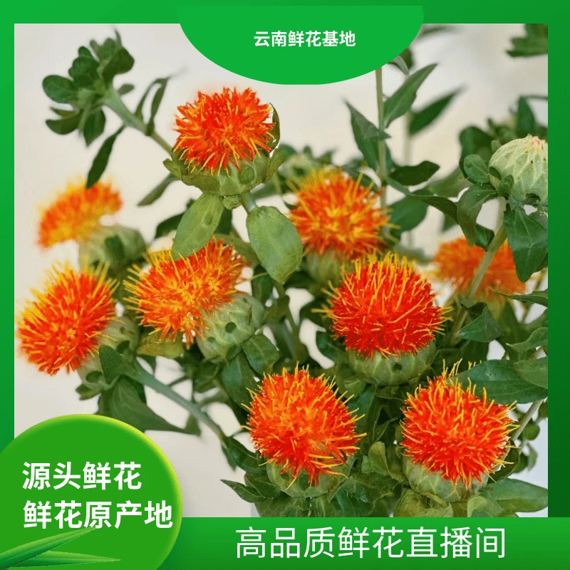 颜花【橙菠萝】 云南鲜花基地直发