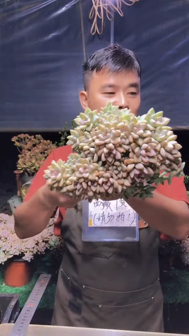 176淡雪缀化一物一拍