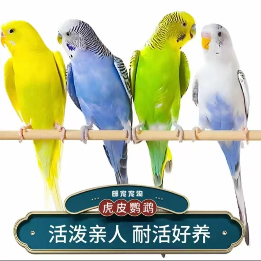会说话精品虎皮鹦鹉颜色精致直接上手鹦鹉活鸟会说话中小型宠物鸟