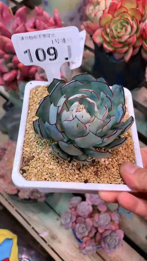 【闪购商品】109JJJ