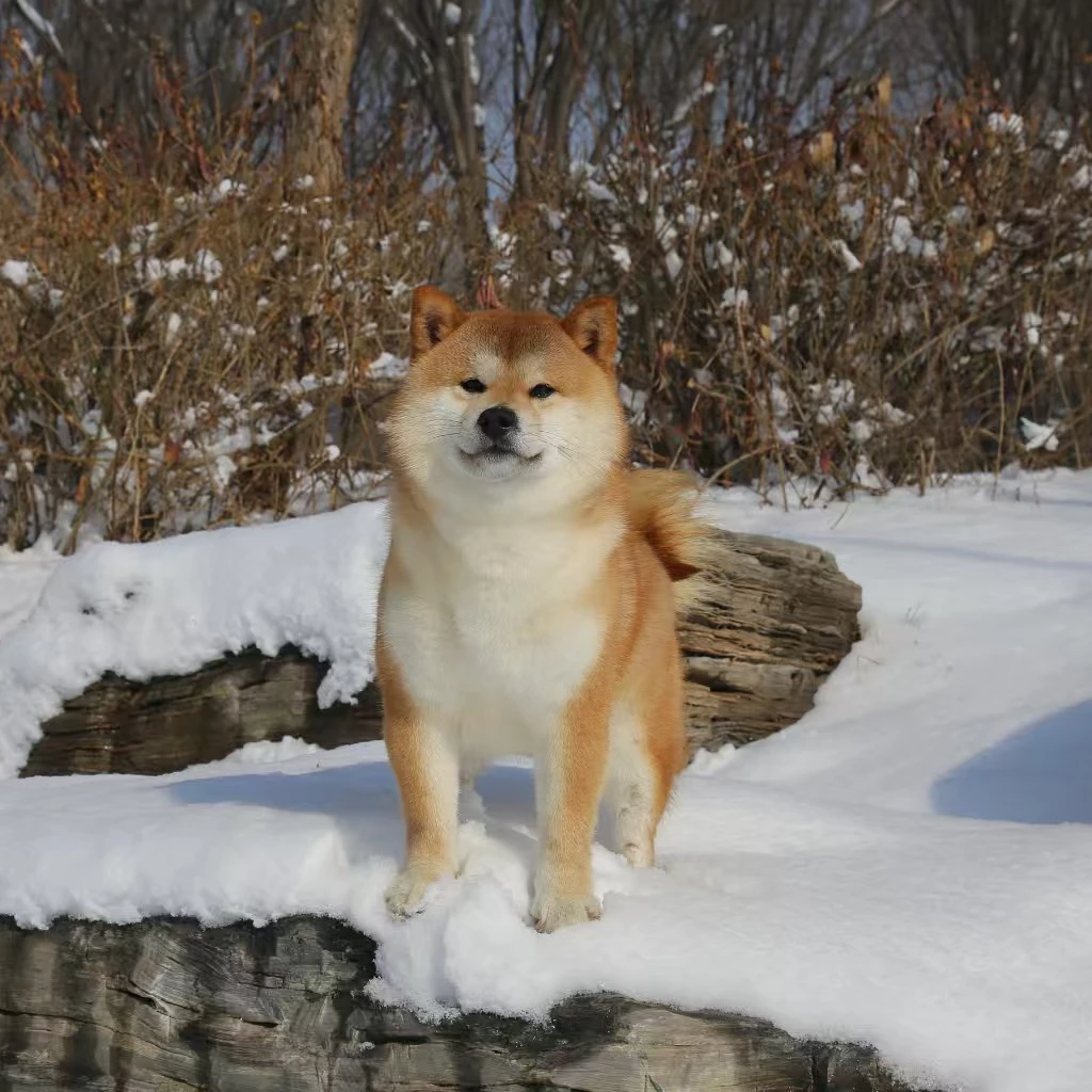 二哥家柴犬全款链接