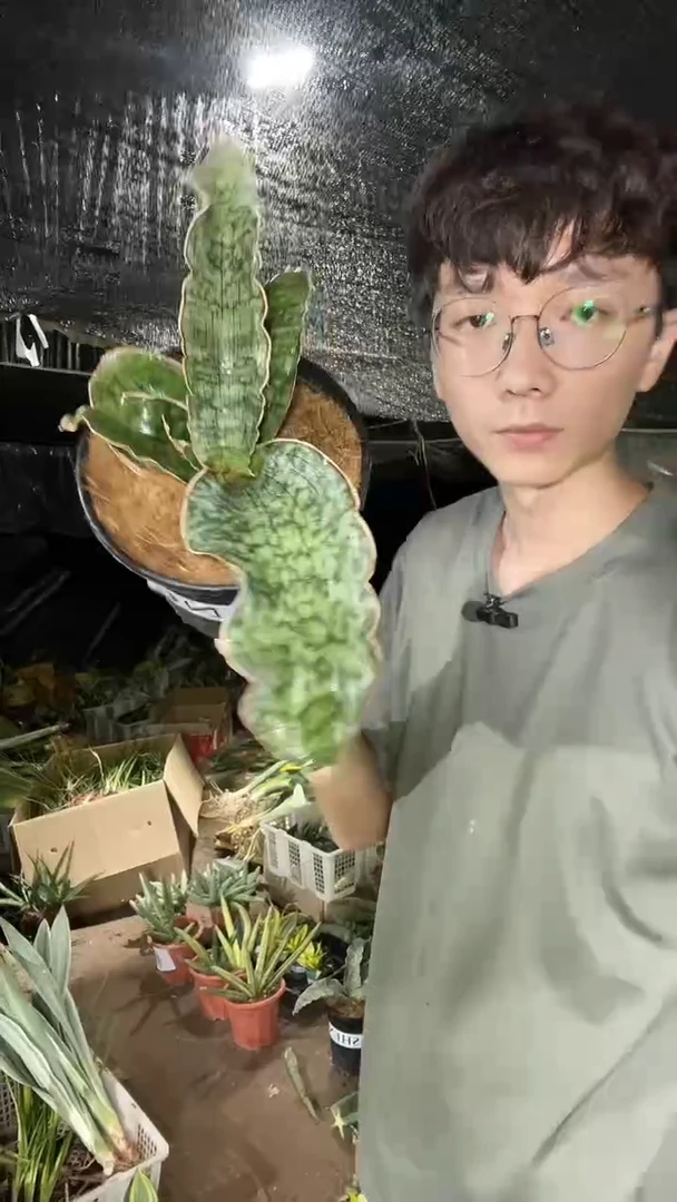 厚叶白皮龙翼带盆土48.8