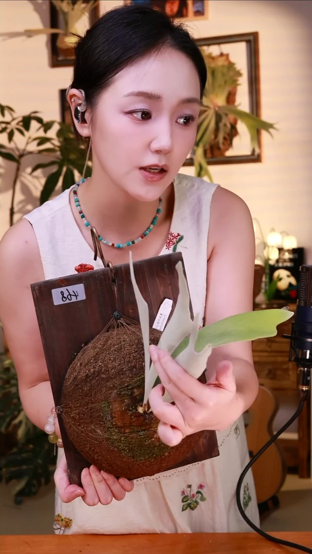 无花朵AR鹿角蕨软装上板神器