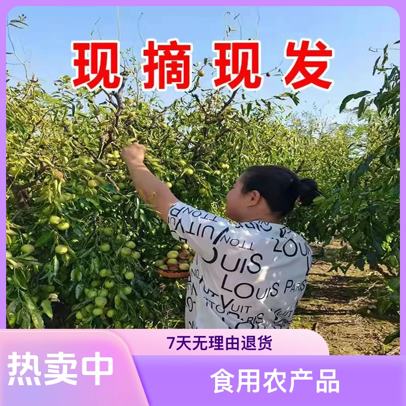 沾化冬枣小果5斤