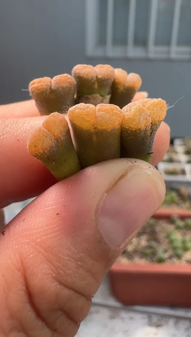 多肉植物肉锥23-78