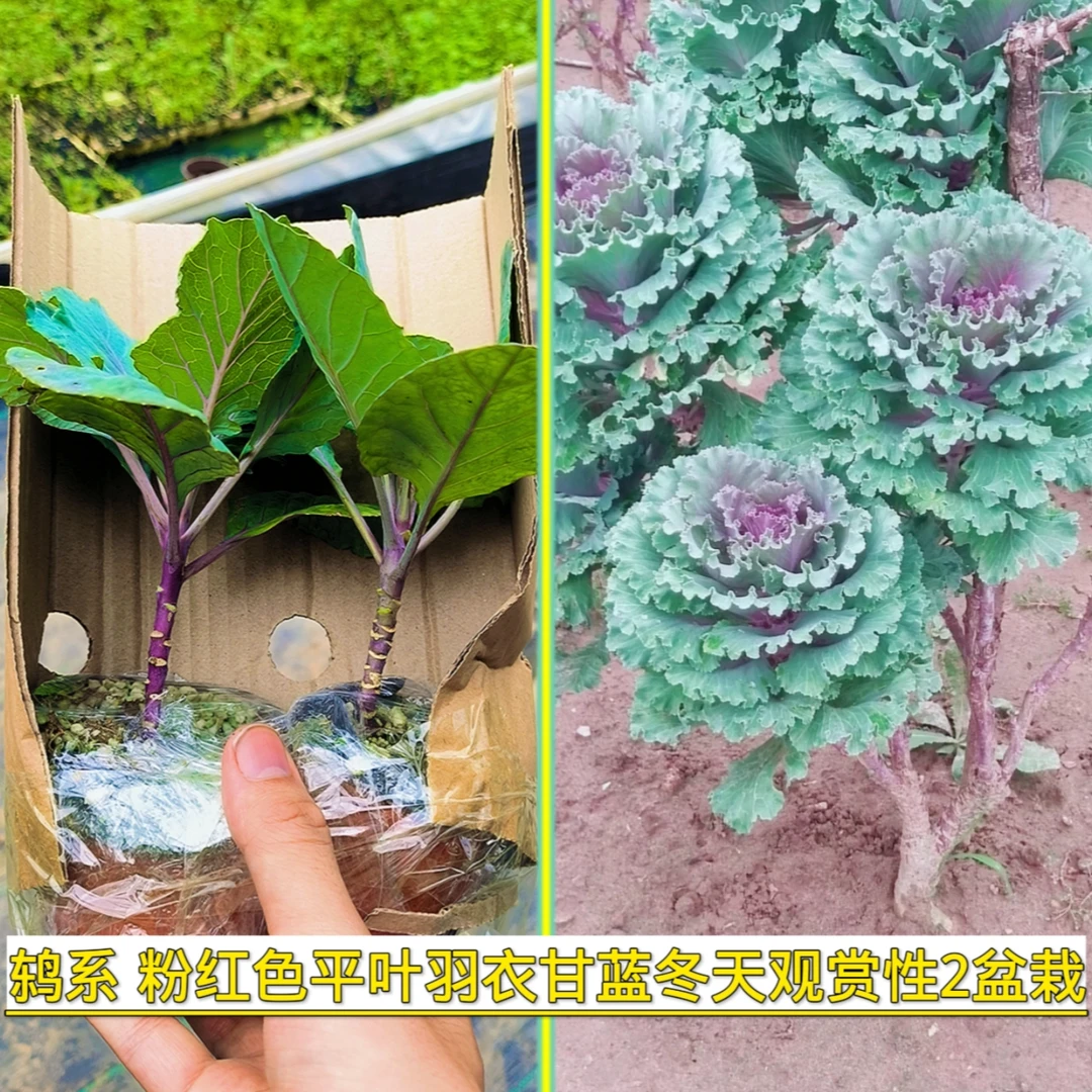 苗厂批发冬季羽衣甘蓝盆栽大苗庭院阳台耐寒植物食用花园观赏花卉