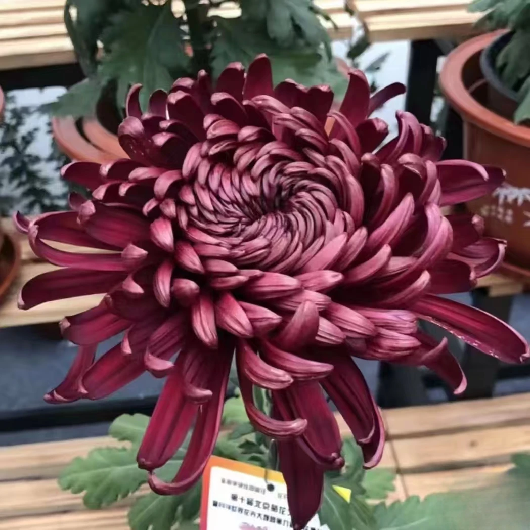 九月大菊（黑旋风）无花苞带土发货