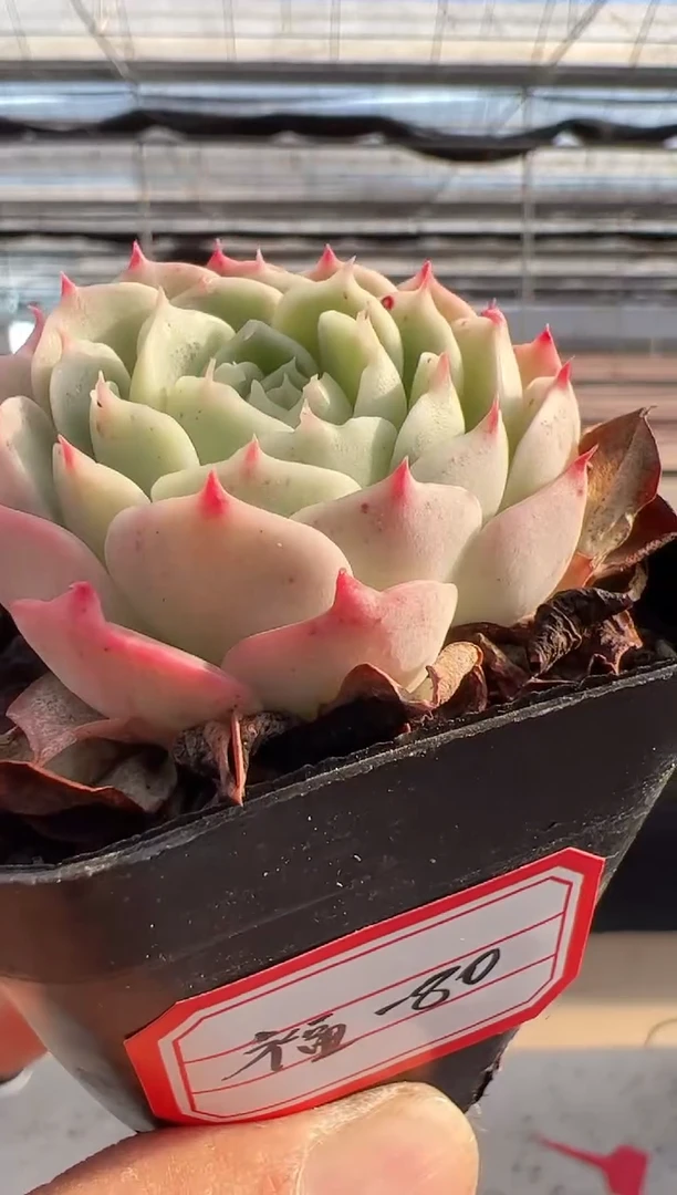 【闪购商品】福利-80