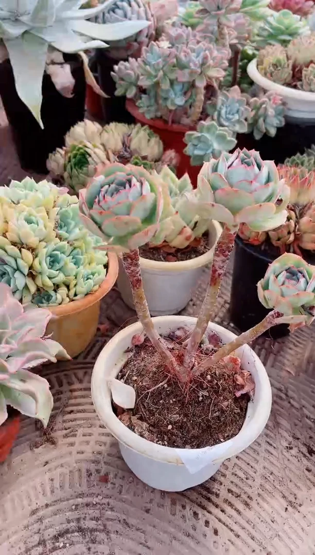 西****酸15192多肉植物一物一拍