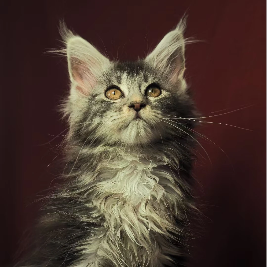 猫咪缅因活体宠物