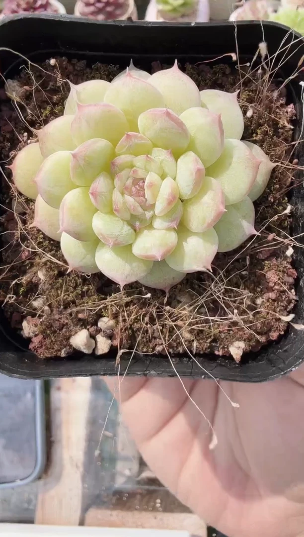 东云多肉园新款-145