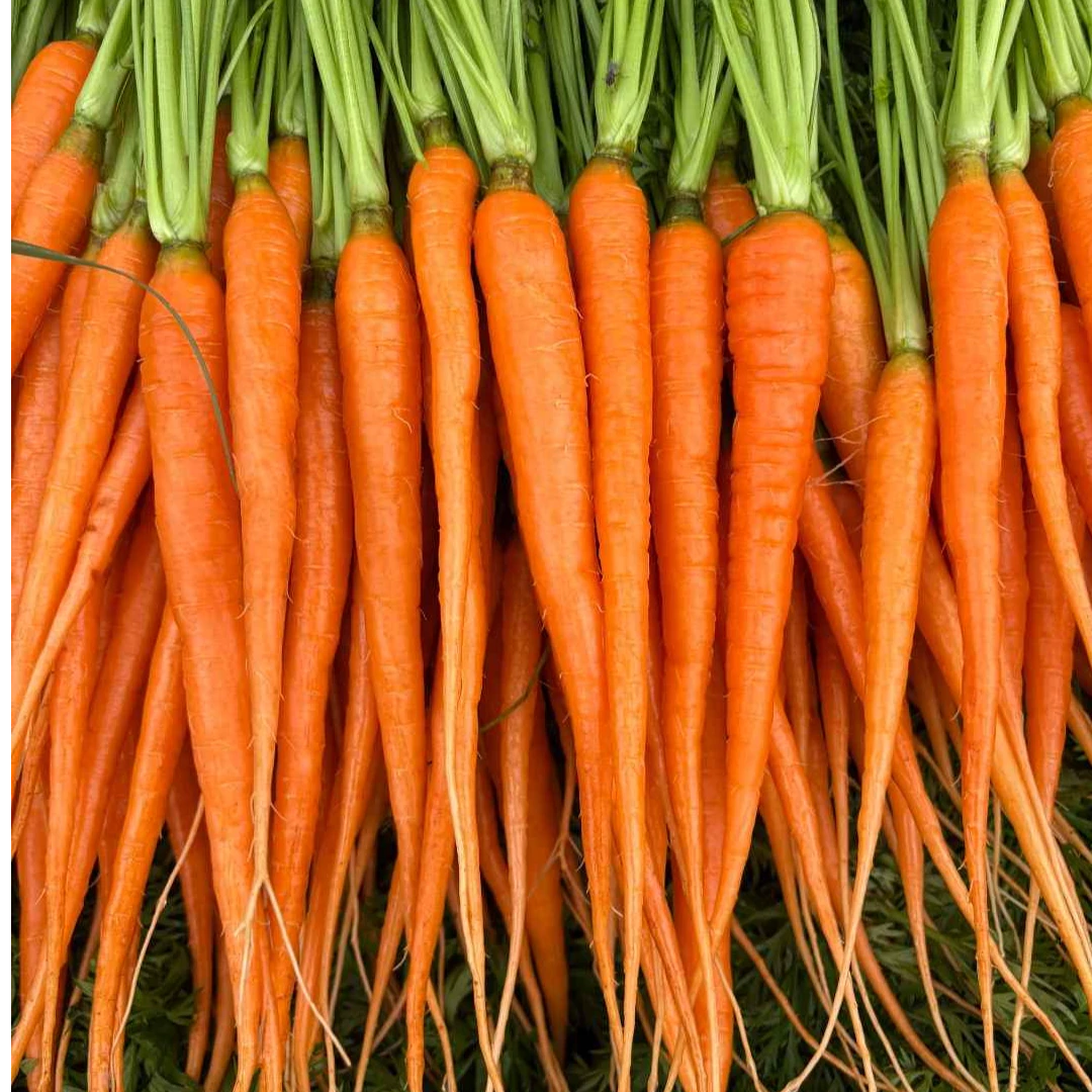 云南手指萝卜可生吃迷你水果胡萝卜宝宝辅食轻食沙拉菜新鲜蔬菜