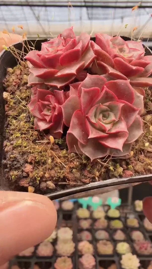 东云多肉园新款-306