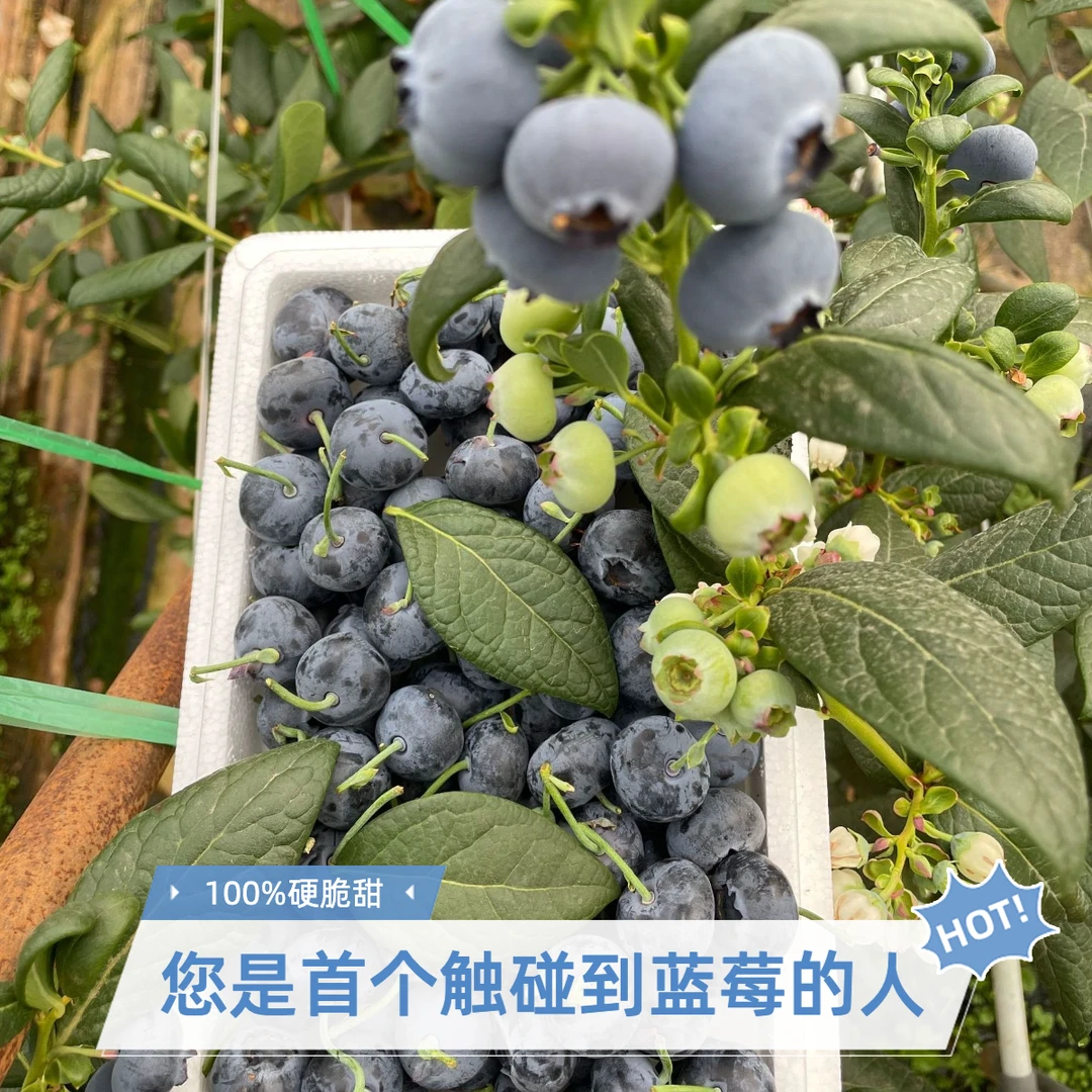 400g装云南澄江抚仙湖蓝莓 基地直发 孕妈宝宝专属脆甜口感带微酸