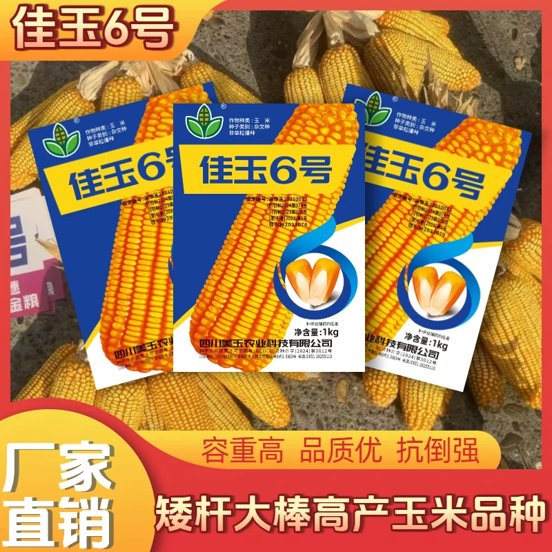 佳玉6号 一根棒子 一斤粮 26行大苞谷  抗性强多籽粒