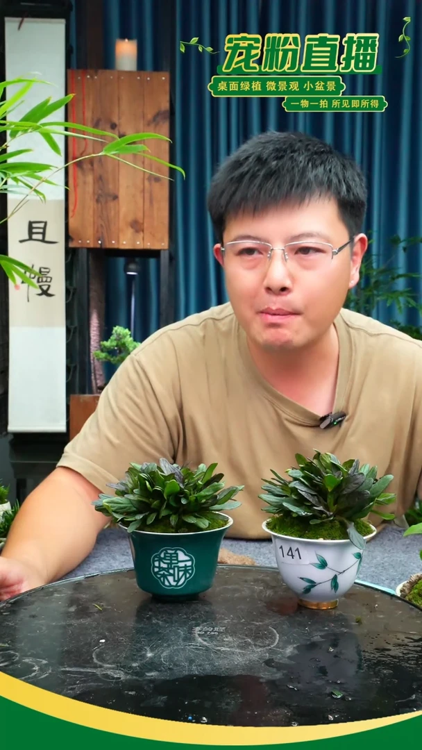 无花朵紫*凝苔藓微景观141号