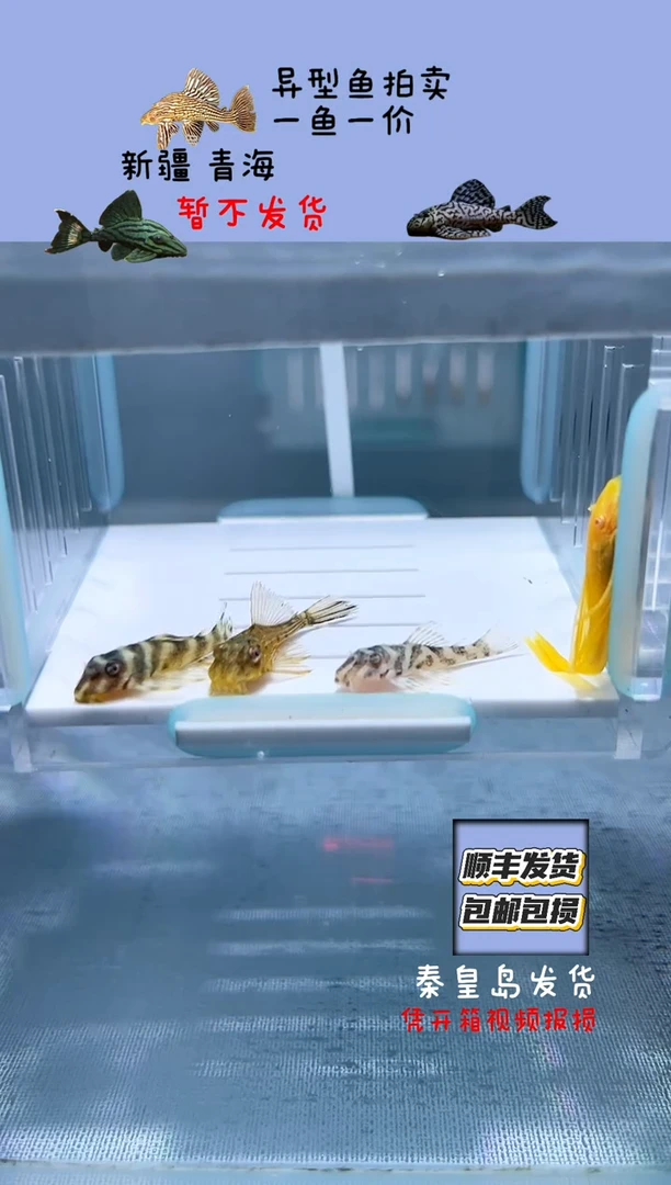 清道夫3-4不包入缸损86