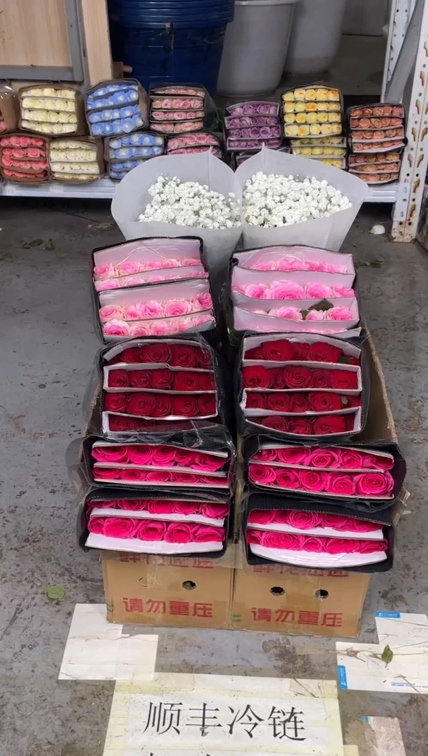 佛洛依德20枝+高原红20枝+洛神20枝+白色满天星250克