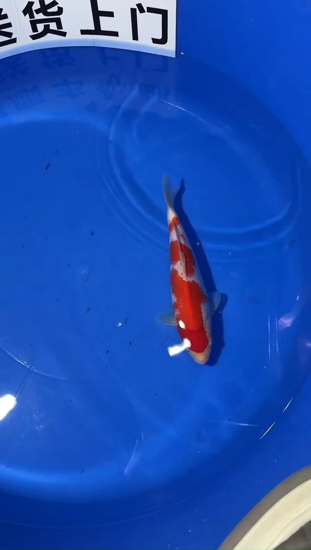 锦鲤精品锦鲤一尾