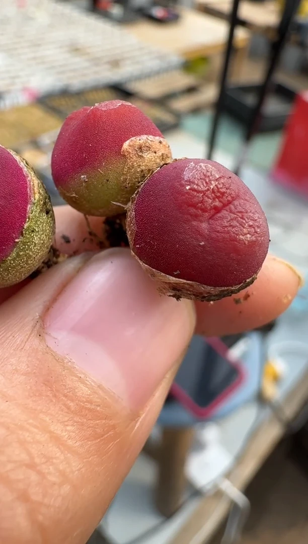 【闪购商品】15-13吕一颗