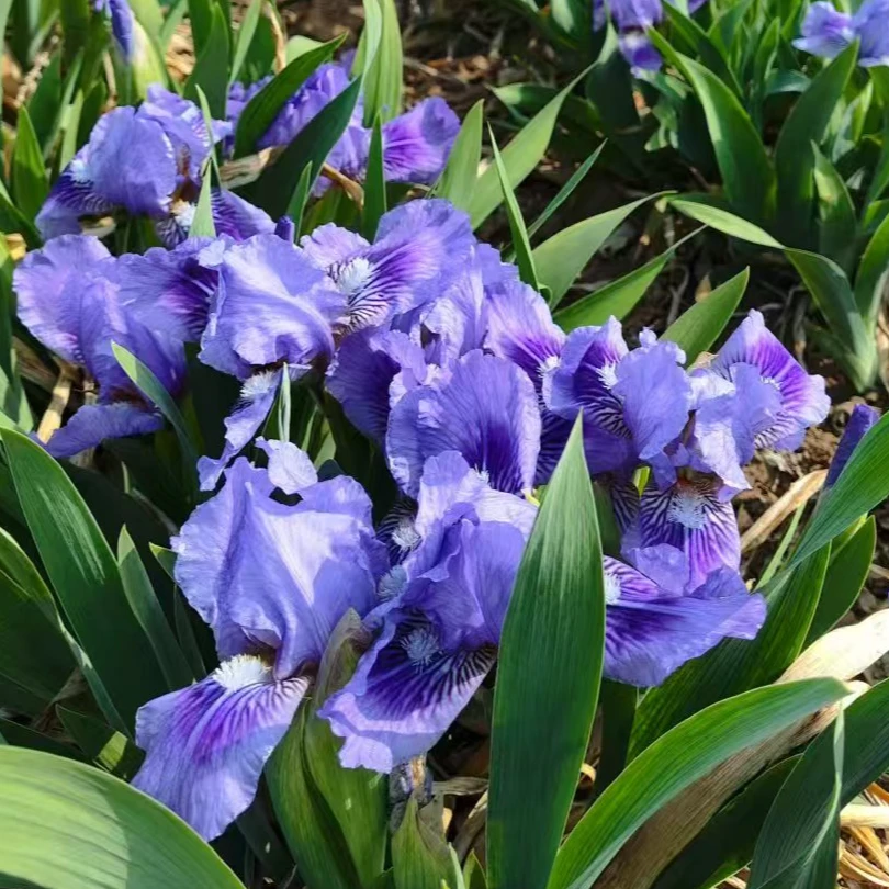 [德国鸢尾] 1盆110口径  短梦（蓝色） 多年生耐寒盆栽地栽