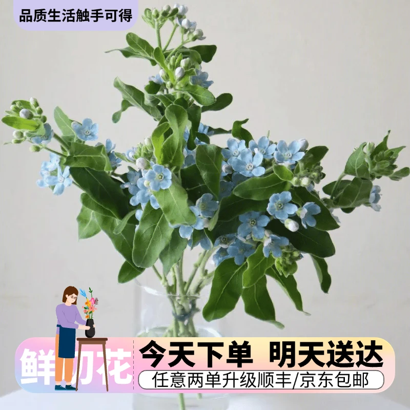 『蓝星花』今日下单明日送达 生活鲜切花同城批发直播