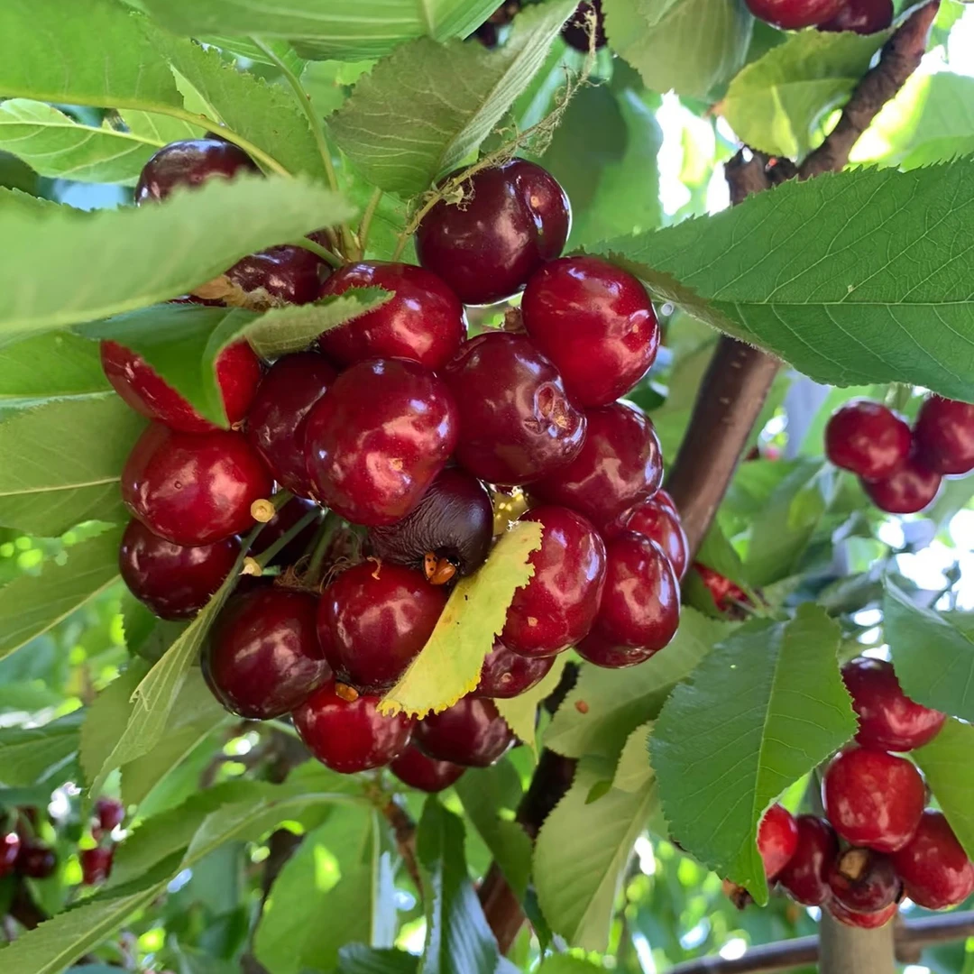 【4公分】车厘子大樱桃苗南北方种植盆栽地栽苗S