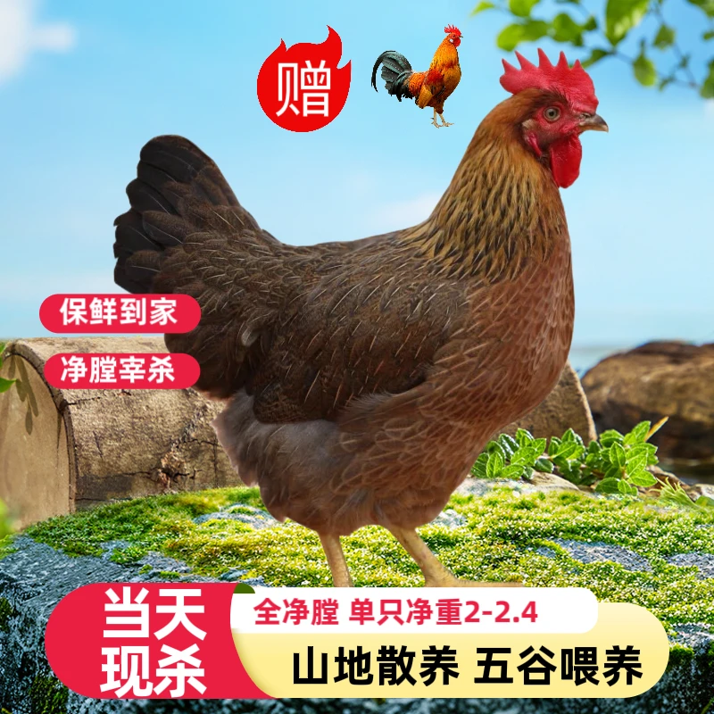 【小杨妹专属】四川农家散养母鸡450天跑山母鸡