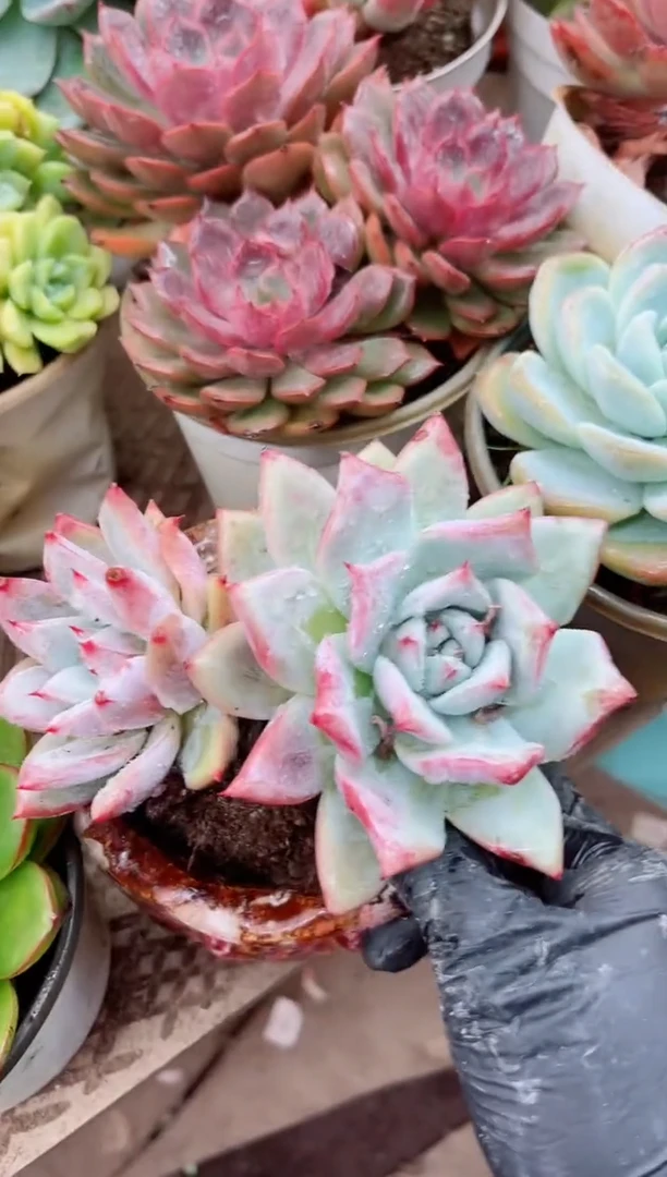 铱*20074多肉植物一物一拍
