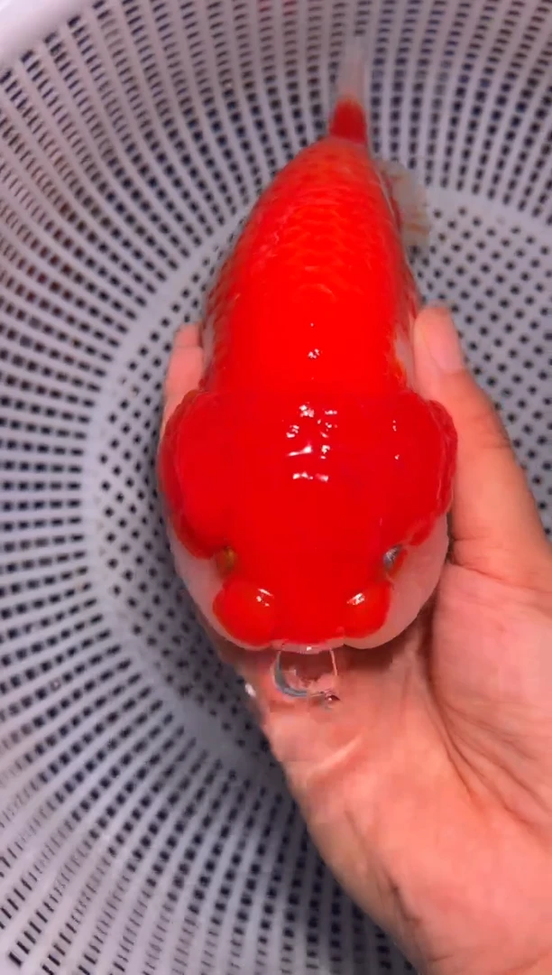 金鱼（运费自理，马印灯照射）福州追鱼兰寿金鱼