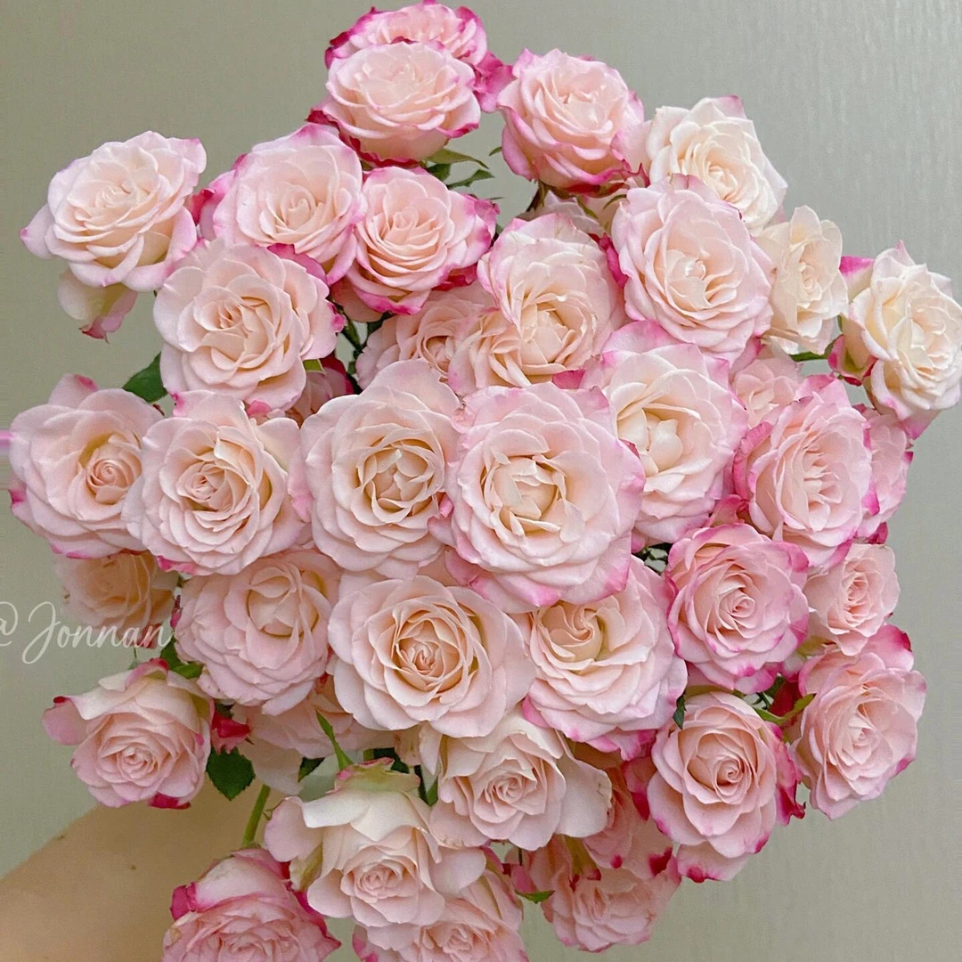 折射多头泡泡玫瑰花5枝生活鲜花鲜茶切花鲜花批发直播次日达任意满两份包邮配送上门送保鲜剂