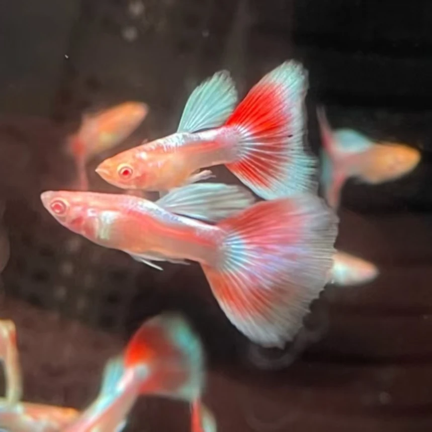 精品火烧云孔雀鱼小型热带观赏鱼适合新手白云金丝观赏鱼鱼观赏鱼