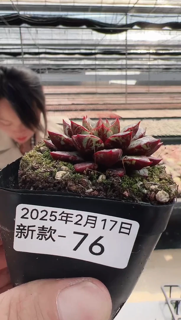 【闪购商品】新款多肉-76