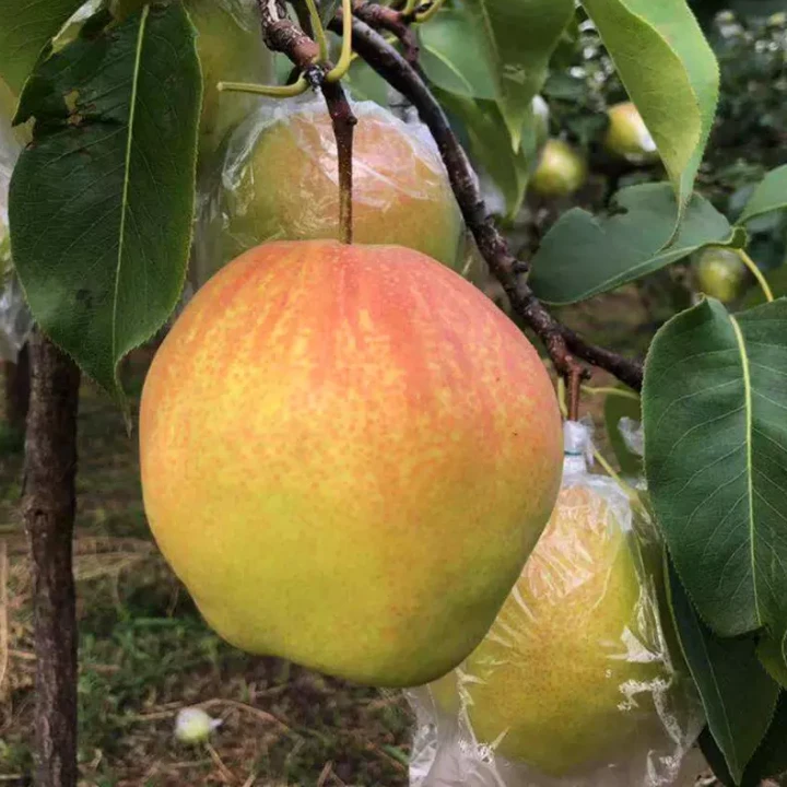 山西隰县玉露香梨当季新鲜水果口感酥脆无渣脆甜汁水香甜新鲜甘甜