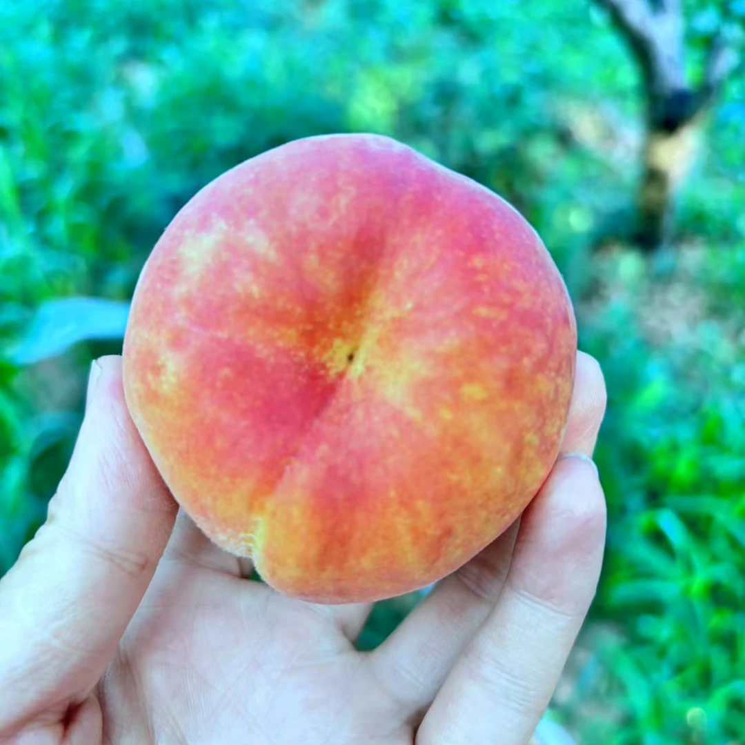 襄阳农家现摘现发露天种植彩虹小蟠桃顺丰包邮