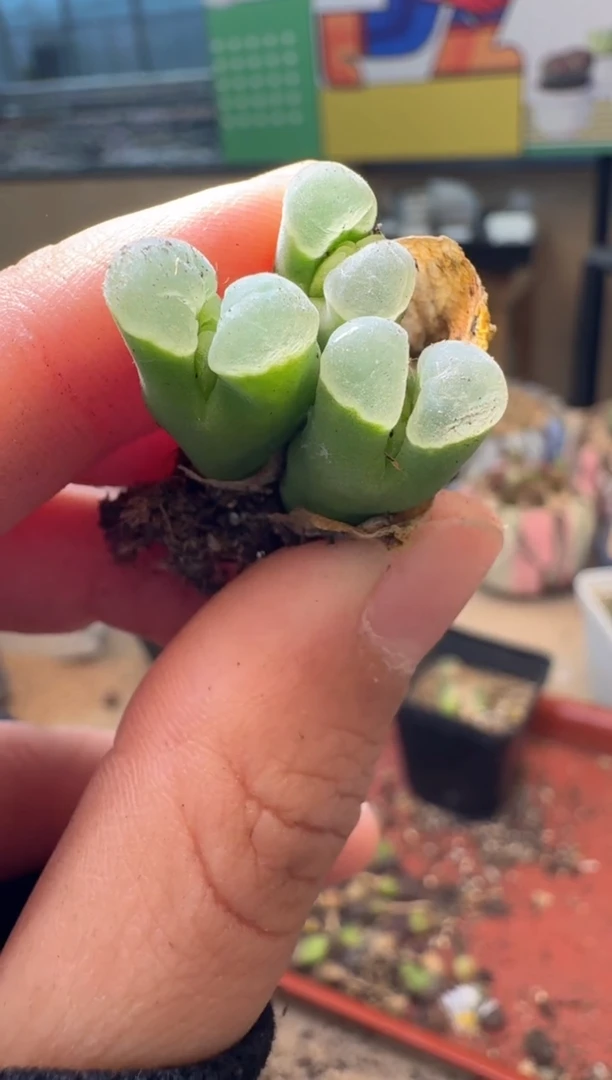 多肉植物肉锥12-220