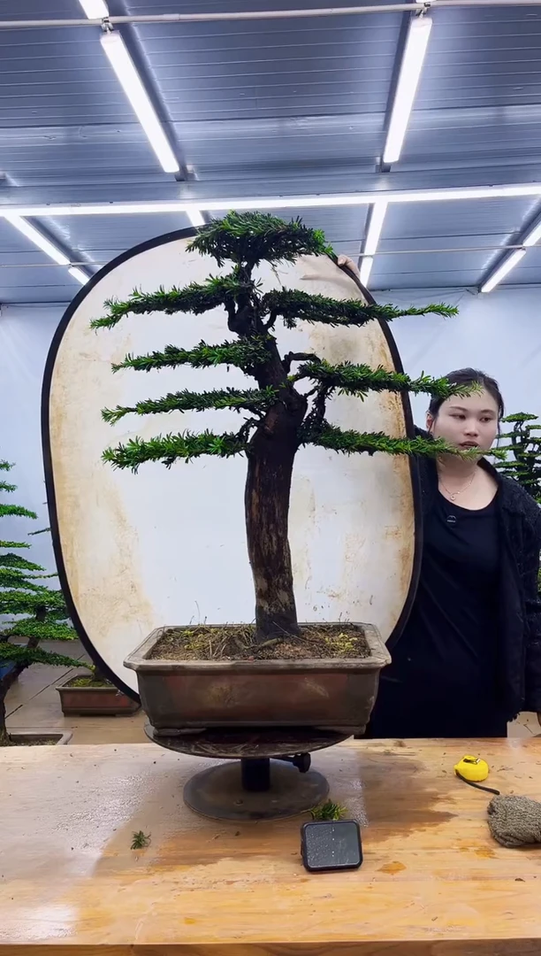 无花朵一物一拍，所见即所得